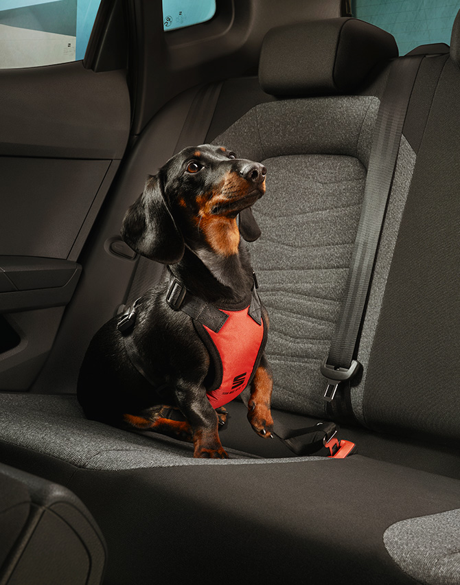 dog sitting in back of seat arona